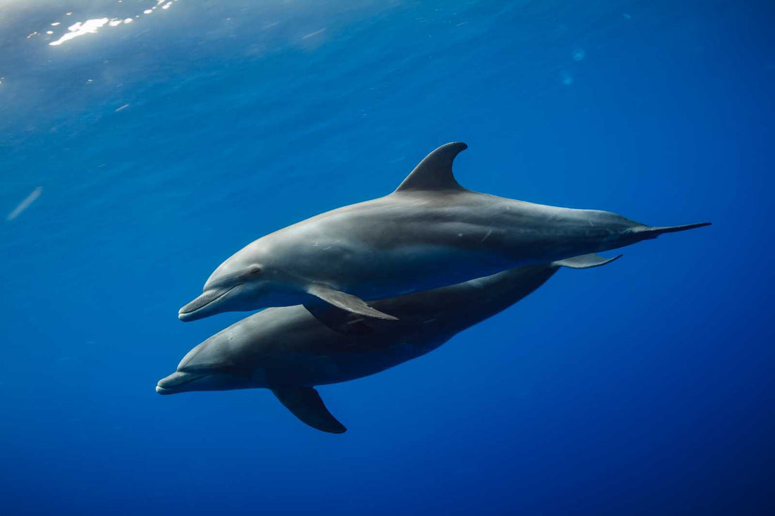 Why Dolphins Are Among the Smartest Animals on Earth!