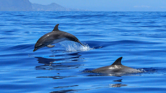 How Plastic Pollution Endangers Dolphins and Marine Life