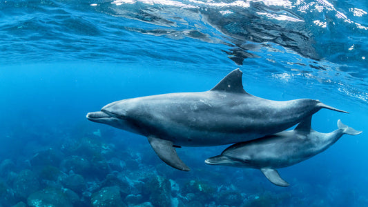 The Secret Lives of Dolphins: Nature’s Ocean Guardians